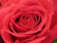 /album/rozen-/roosje-jpg1/